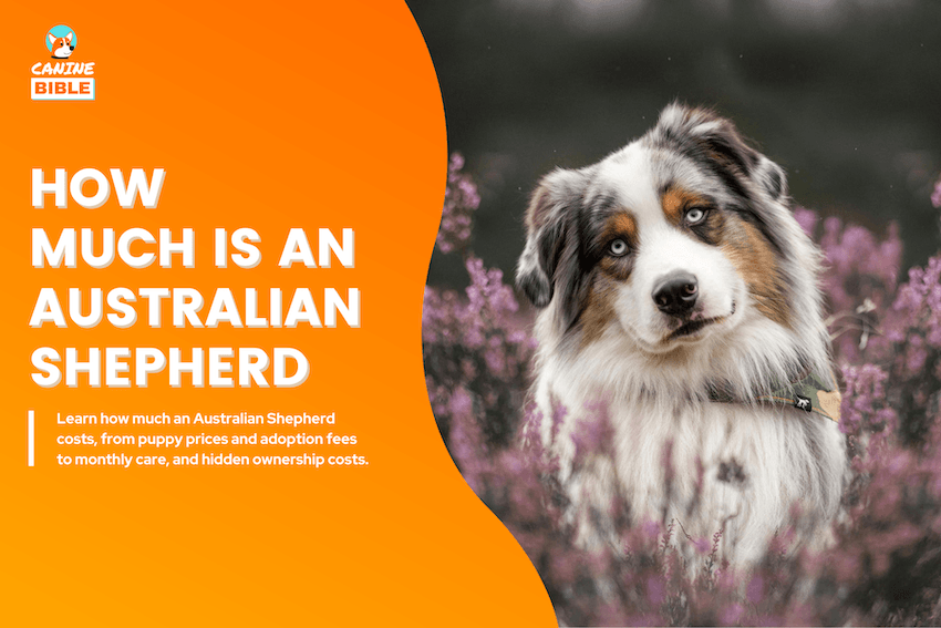 How Much Is an Australian Shepherd?