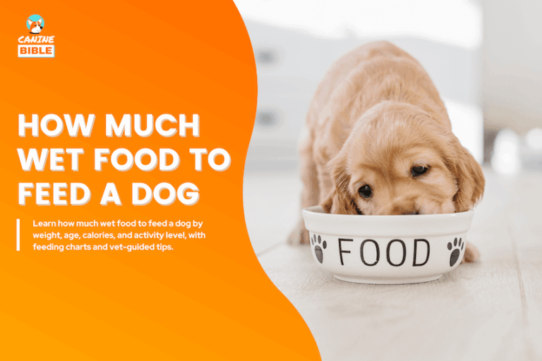 How Much Wet Food to Feed a Dog