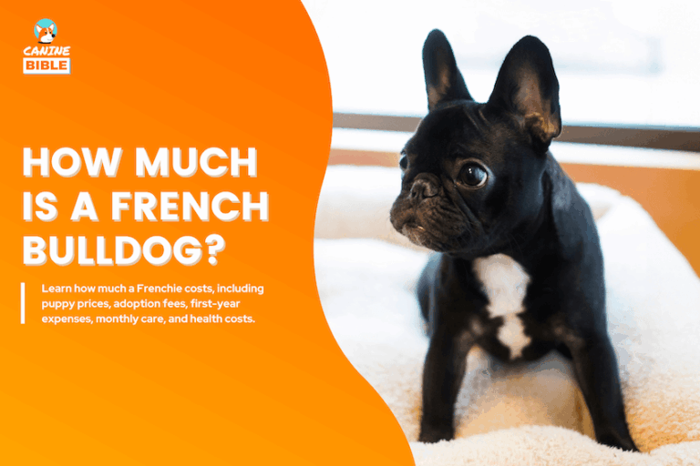 how much is a french bulldog