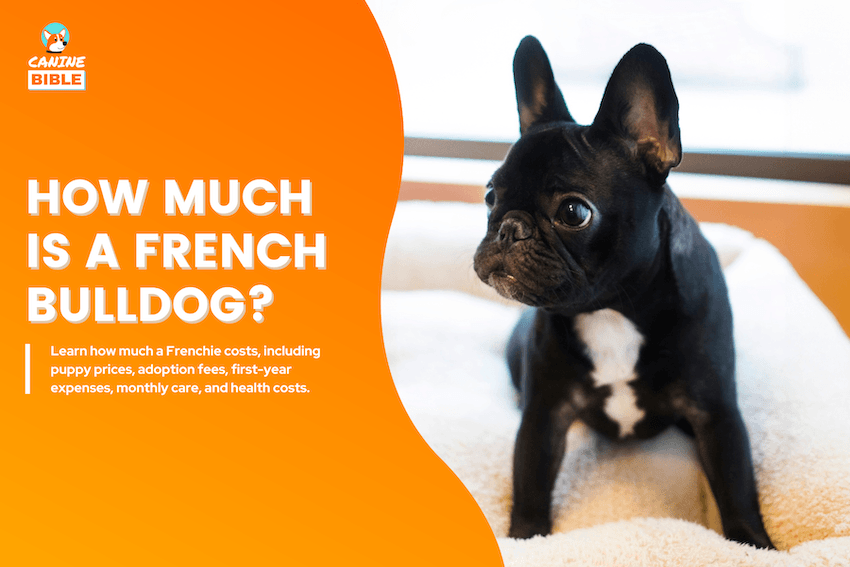 how much is a french bulldog