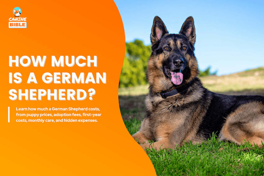 how much is a german shepherd