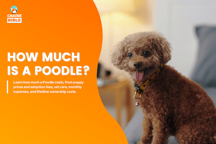 how much is a poodle