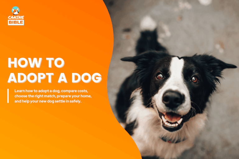 How to adopt a dog