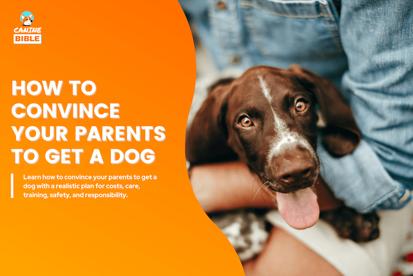 How to Convince Your Parents to Get a Dog