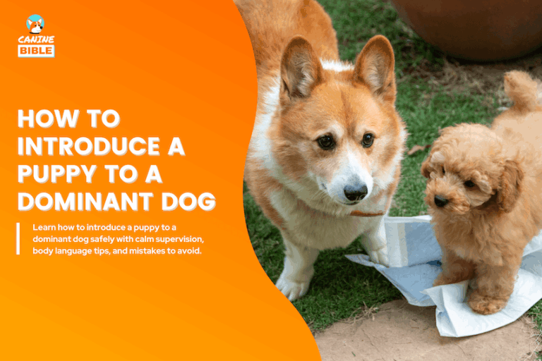 How to introduce a puppy to a dominant dog