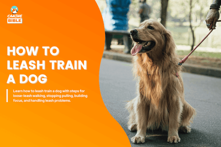 How to Leash Train a Dog