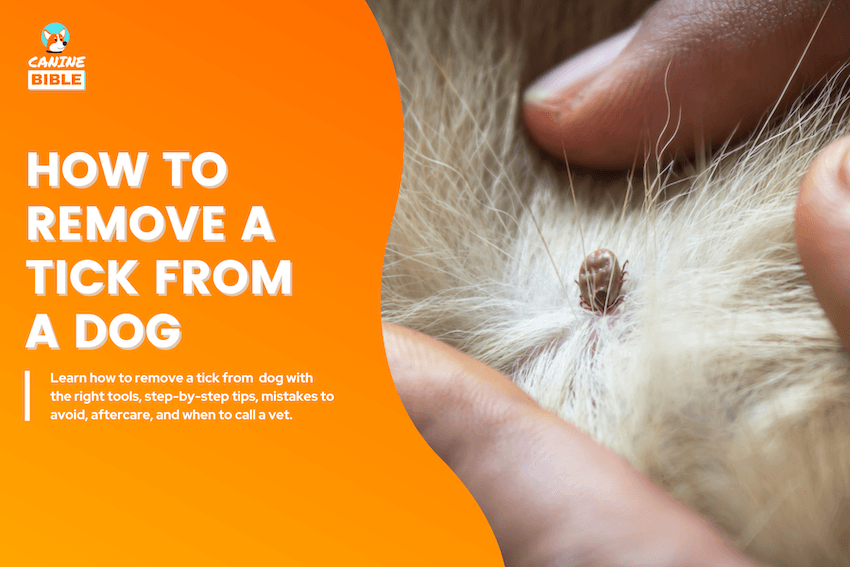 How to Remove a Tick From a Dog