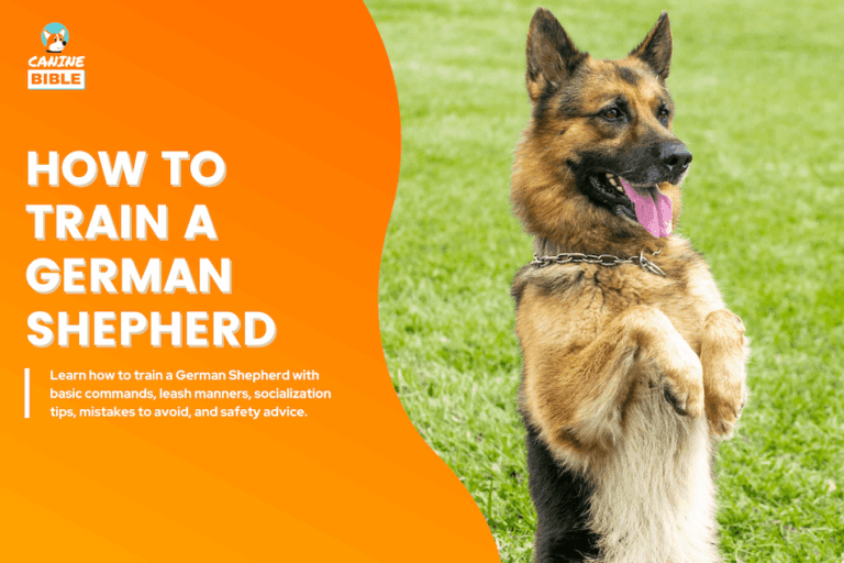 How to Train a German Shepherd