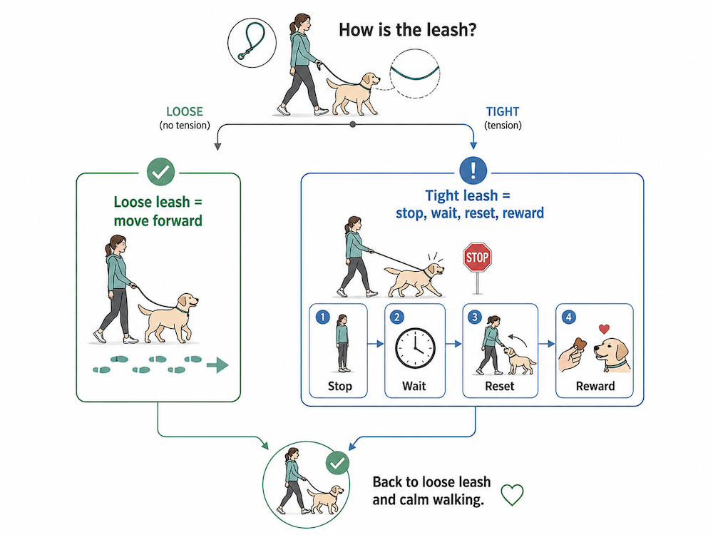 Leash training flowchart for dogs