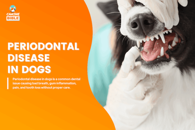 Periodontal Disease in dogs