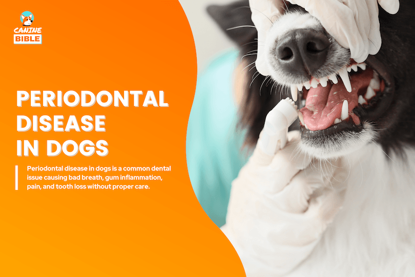 Periodontal Disease in dogs