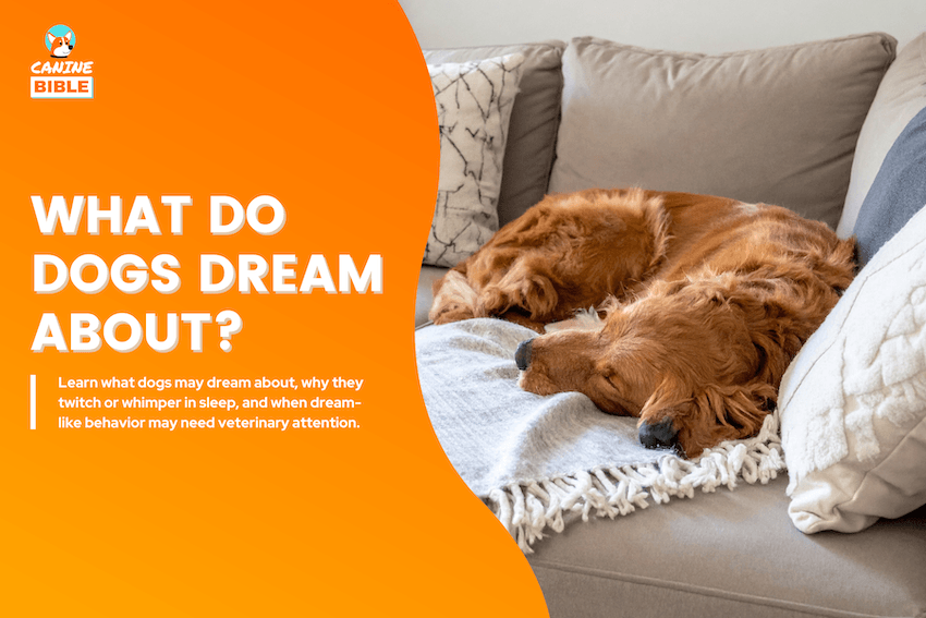 What Do Dogs Dream About?