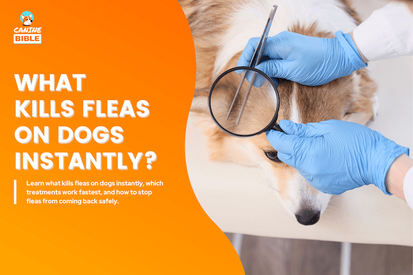 What Kills Fleas on Dogs Instantly?