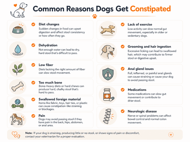 Curated visual reference: Gallery Detail: What Can I Give A Dog For Constipation 12 At