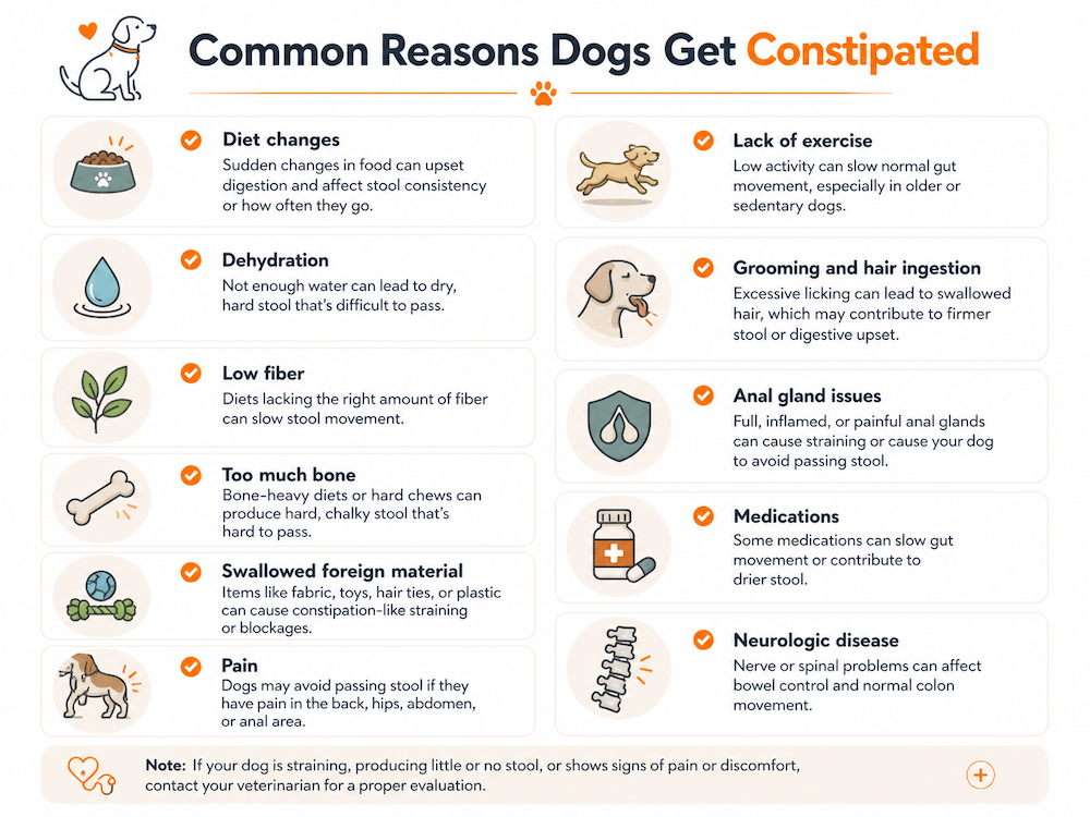 dog constipation causes