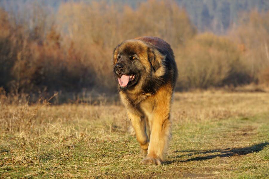 leonberger appearance