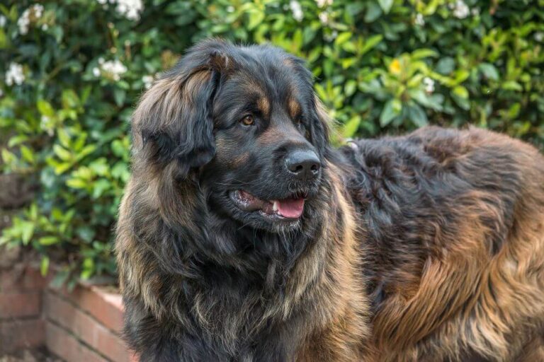 leonberger dog appearance