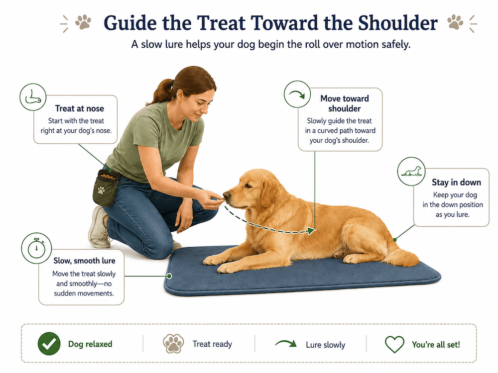 Guide your dog with patience