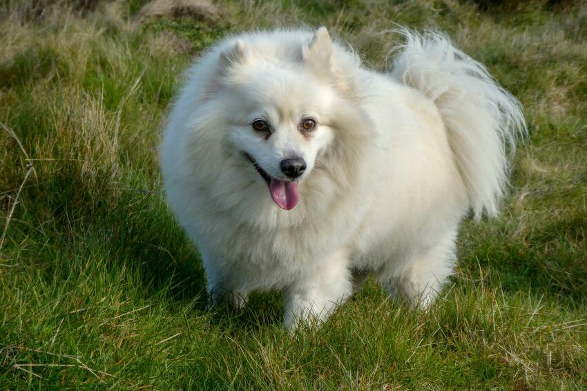 American Eskimo Dog appearance