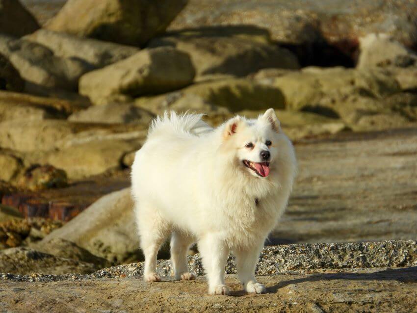 American Eskimo Dog standing