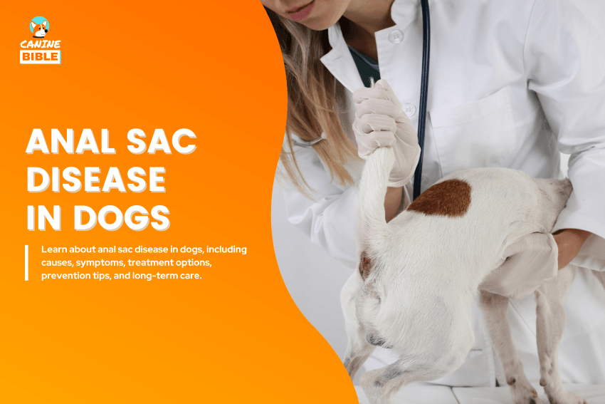 Anal Sac Disease in dogs