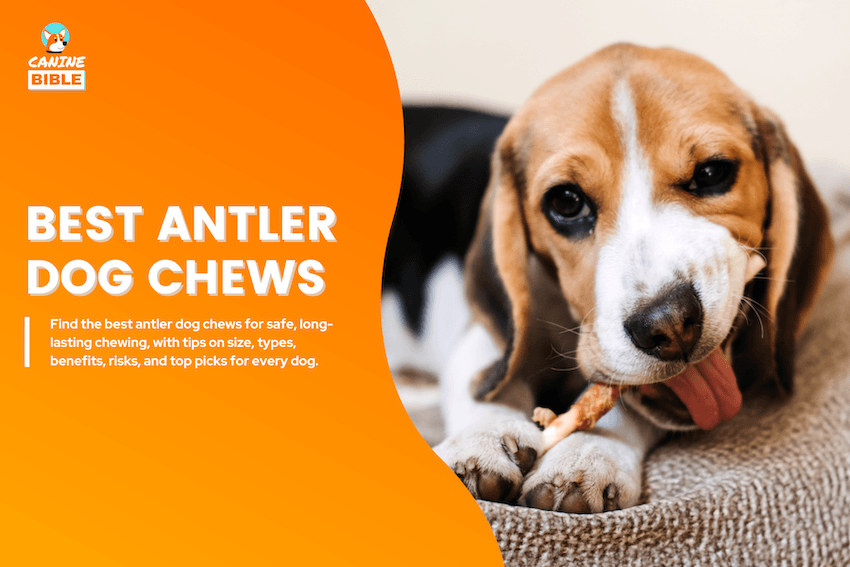 Best Antler Dog Chews