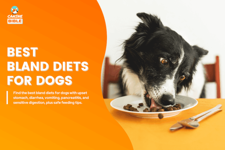 Best Bland Diets for Dogs