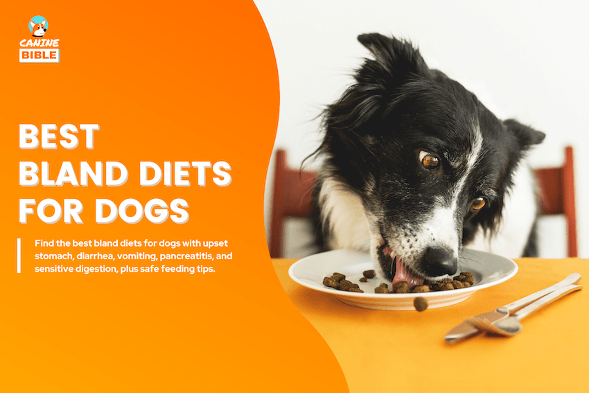 Best Bland Diets for Dogs