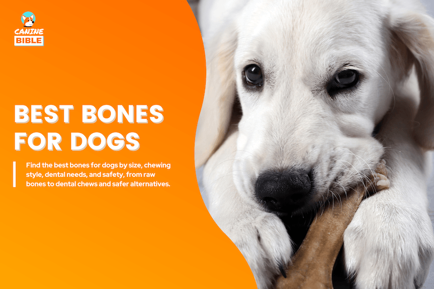 Best Bones for Dogs