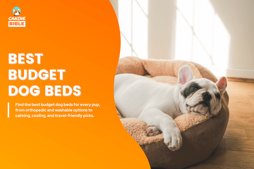 Best Budget Dog Beds