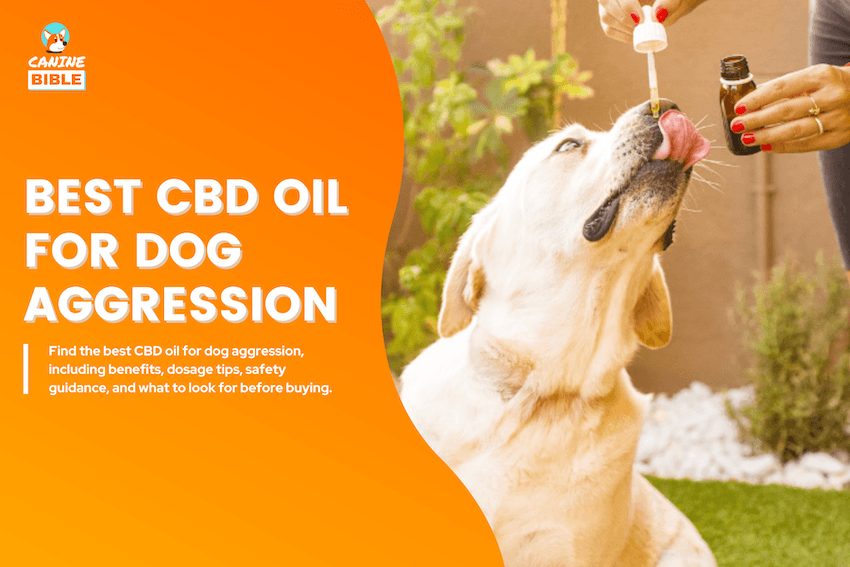 Best CBD Oil for Dog Aggression