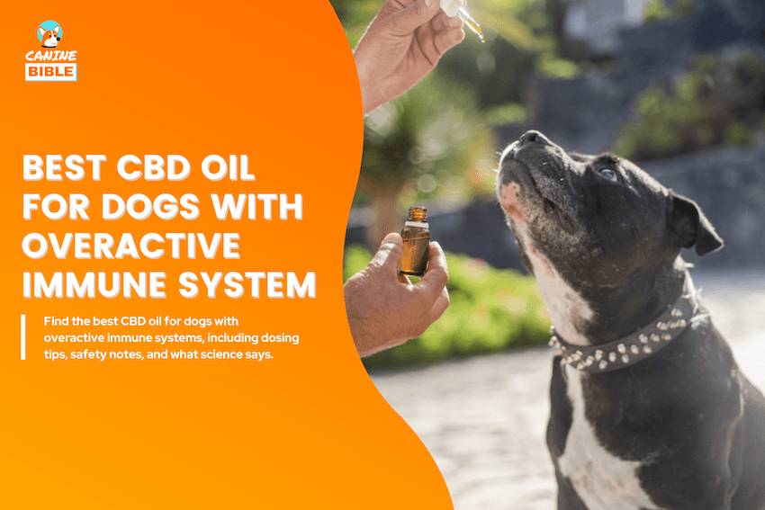Best CBD Oil for Dogs with Overactive Immune System