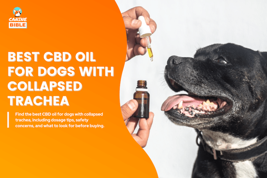 Best CBD Oil for Dogs with Collapsed Trachea