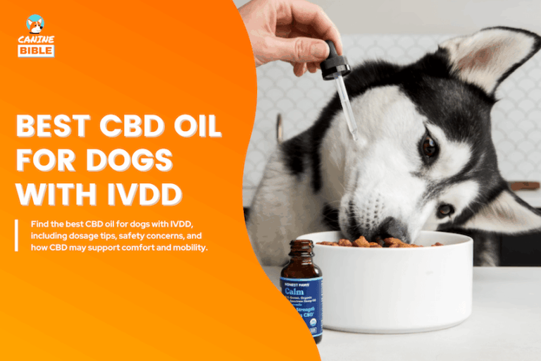 Best CBD Oil for Dogs with IVDD