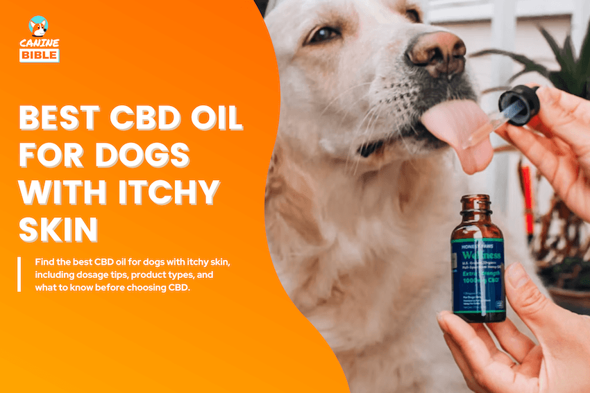 Best CBD Oil for Dogs with Itchy Skin