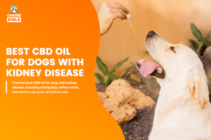 Best CBD Oil for Dogs with Kidney Disease