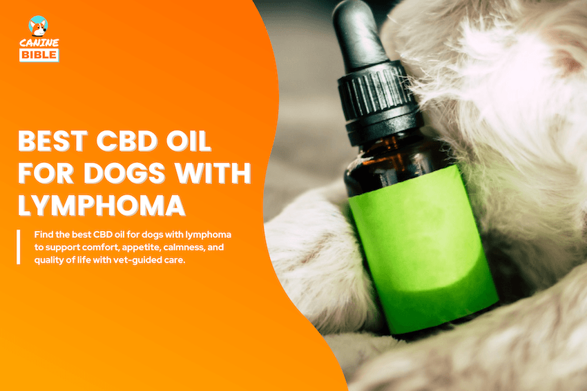 Best CBD Oil for Dogs with Lymphoma