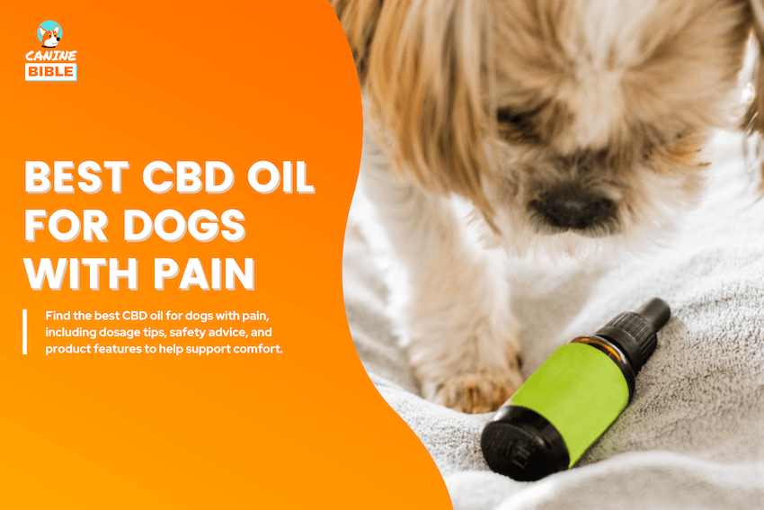 Best CBD Oil for Dogs with Pain