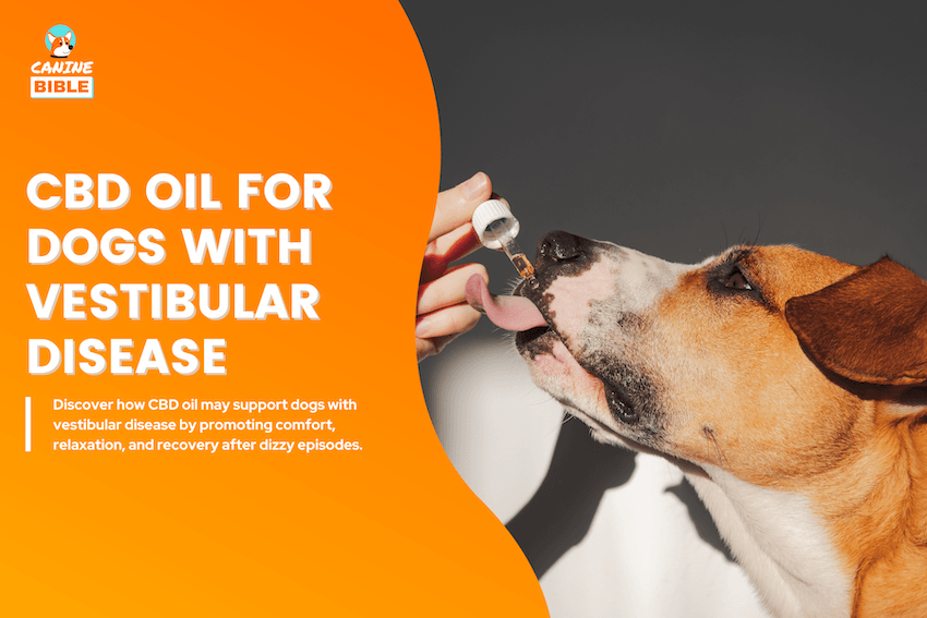 CBD Oil for Dogs with Vestibular Disease