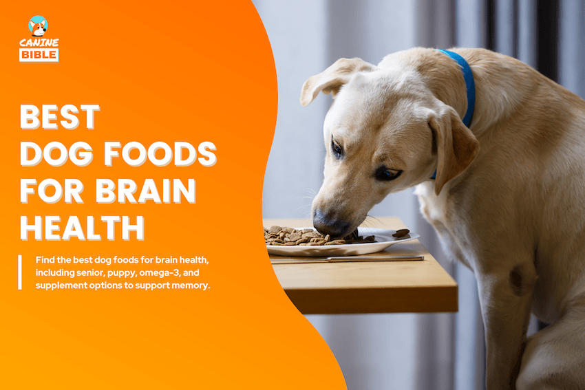Best Dog Foods for Brain Health