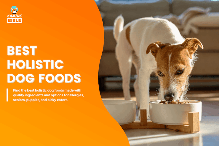 Best Holistic Dog Foods