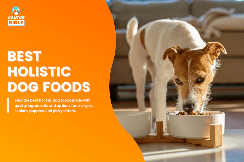 Best Holistic Dog Foods