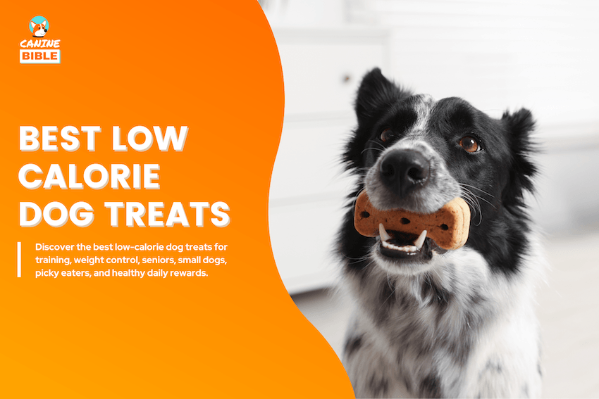 Best Low-Calorie Dog Treats