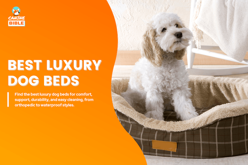 Best Luxury Dog Beds