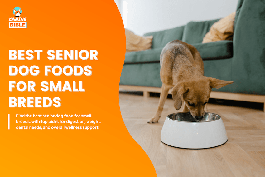 Best Senior Dog Food for Small Breeds