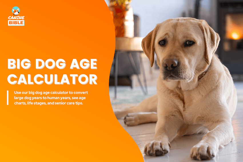 Big Dog Age Calculator