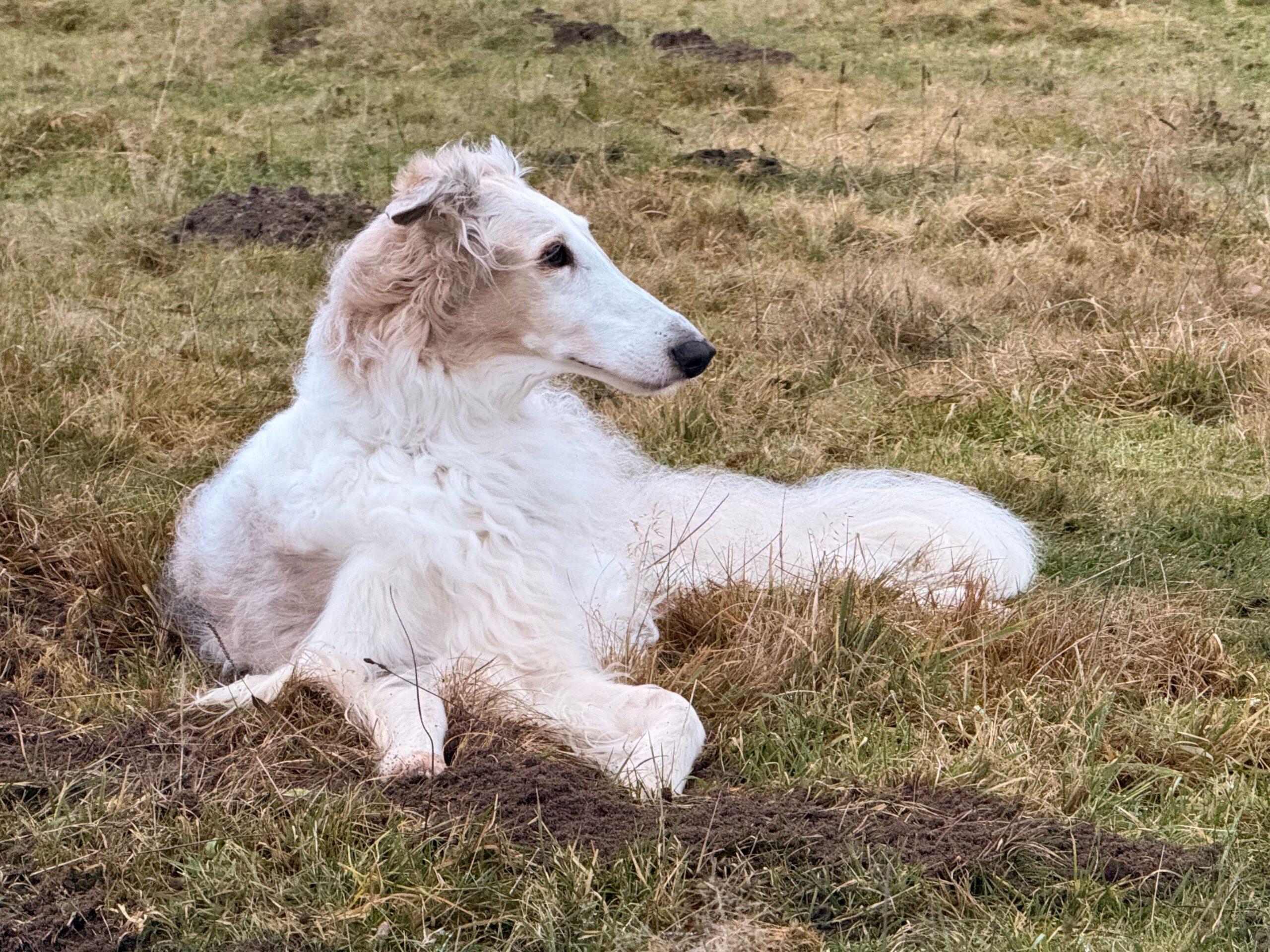 Borzoi dog