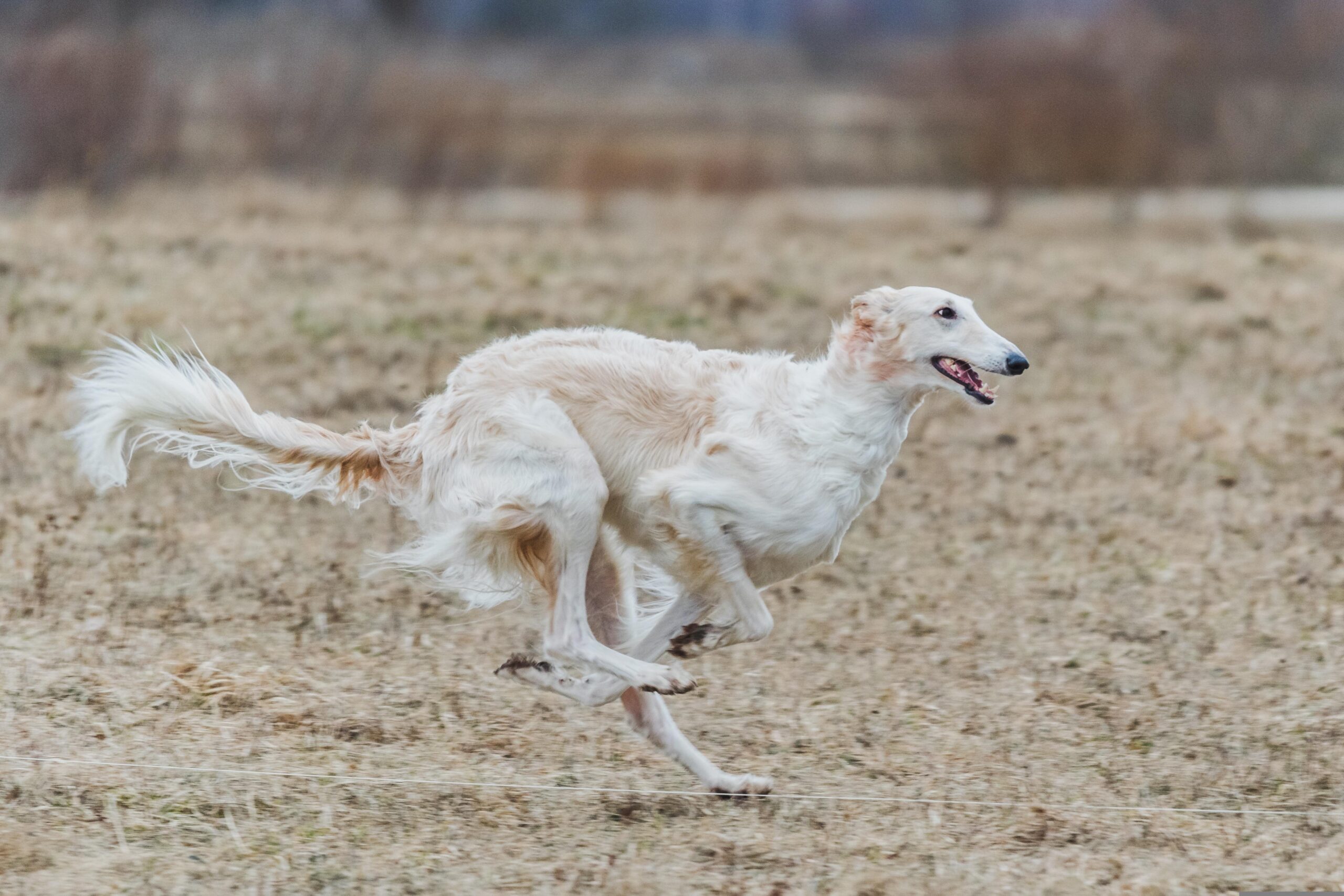 Borzoi running