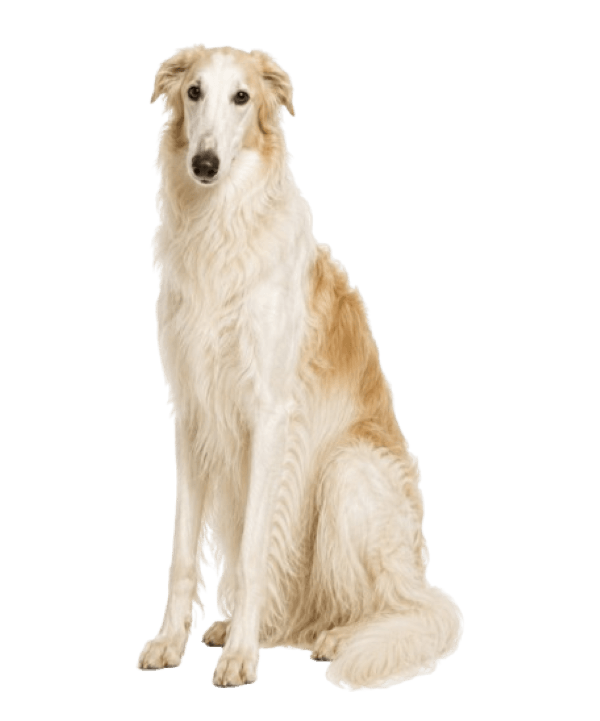 Borzoi dog breed