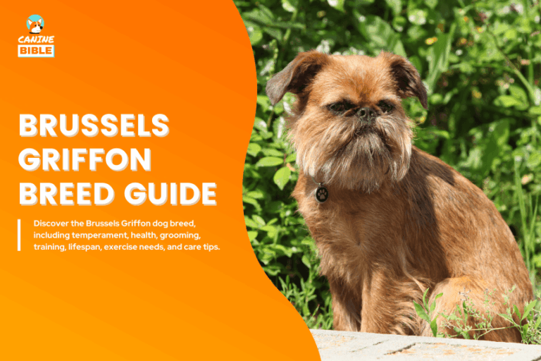 Brussels Griffon